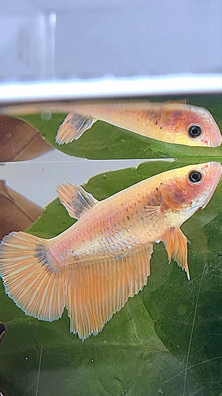 FEMALE HALFMOON GOLD COPPER WASH BETTA FISH