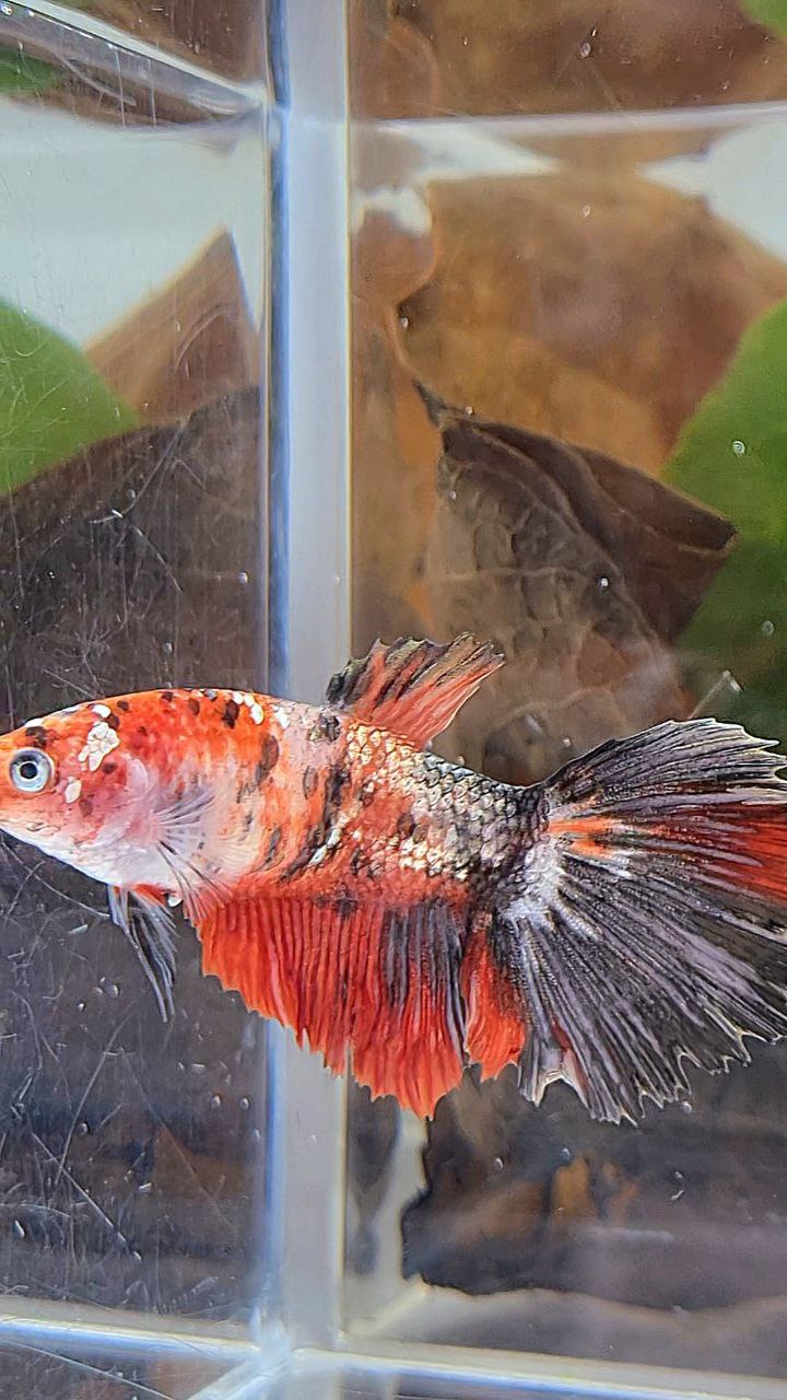 XL FEMALE HALFMOON RED COPPER FANCY MULTICOLOR BETTA FISH