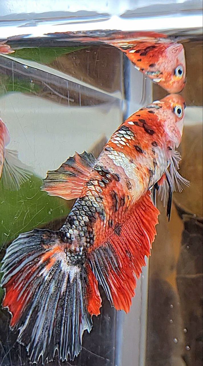 XL FEMALE HALFMOON RED COPPER FANCY MULTICOLOR BETTA FISH