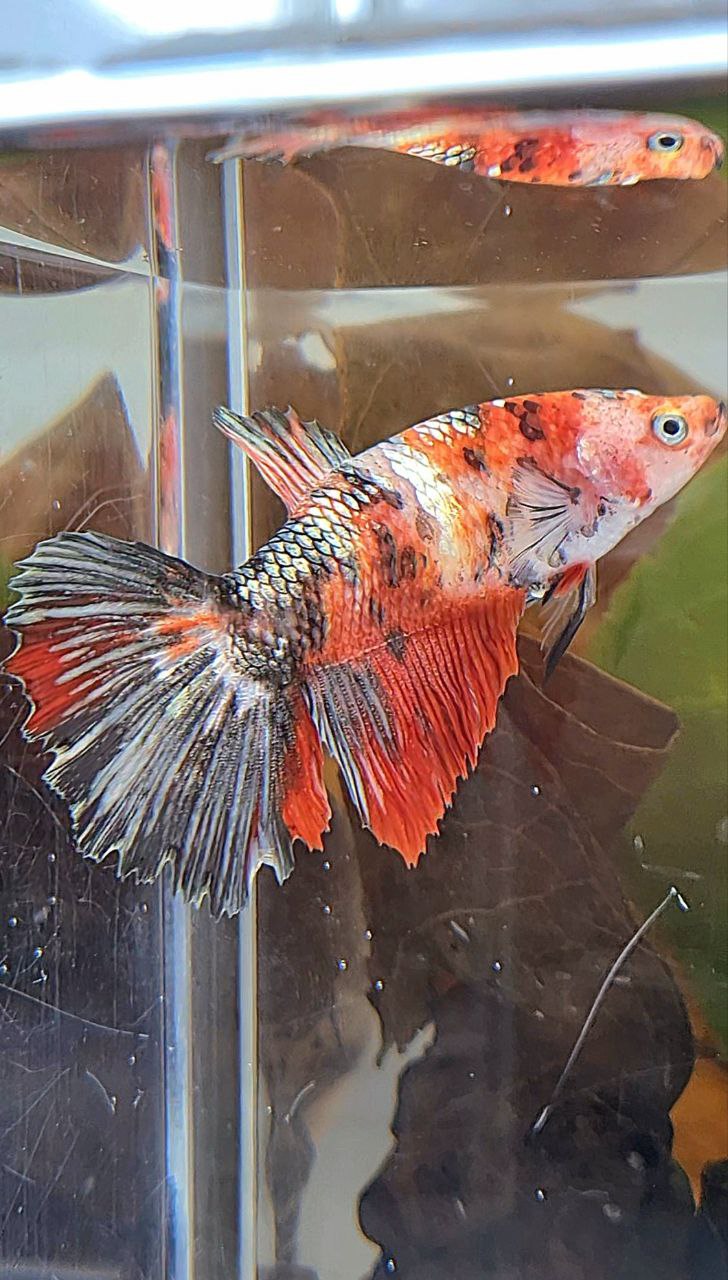 XL FEMALE HALFMOON RED COPPER FANCY MULTICOLOR BETTA FISH
