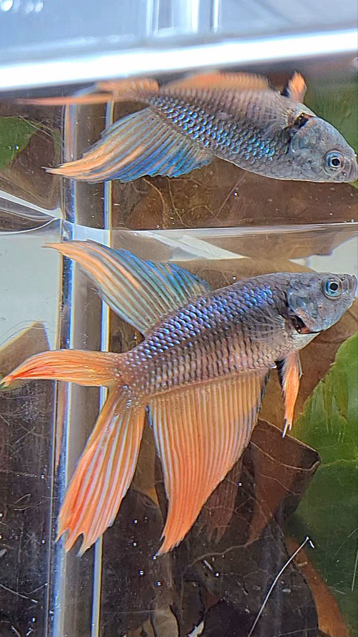 FEMALE VEILTAIL DOUBLE TAIL ORANGE DARK BETTA FISH