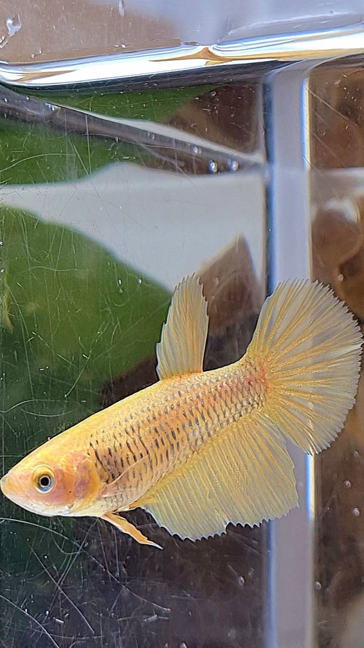 FEMALE HALFMOON SUPER GOLD BETTA FISH