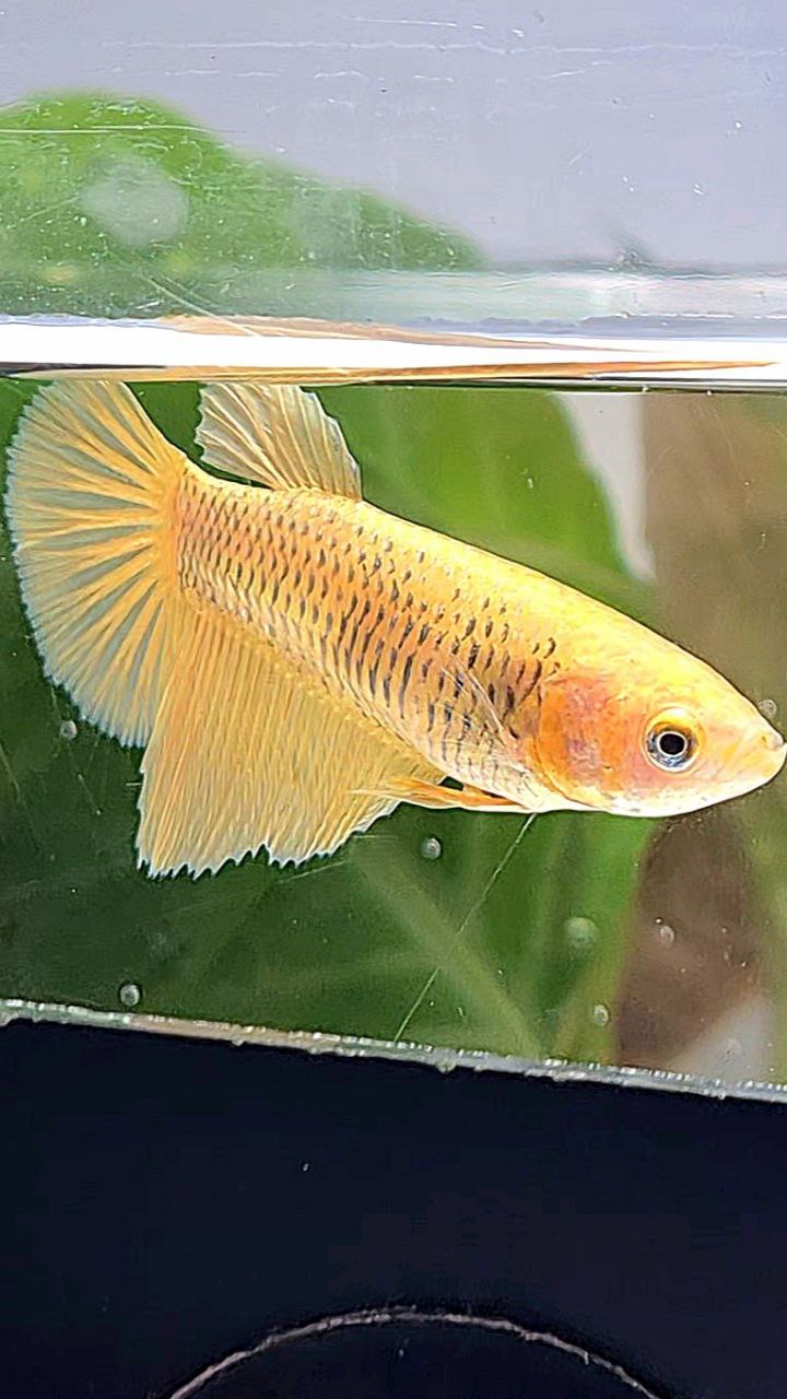 FEMALE HALFMOON SUPER GOLD BETTA FISH