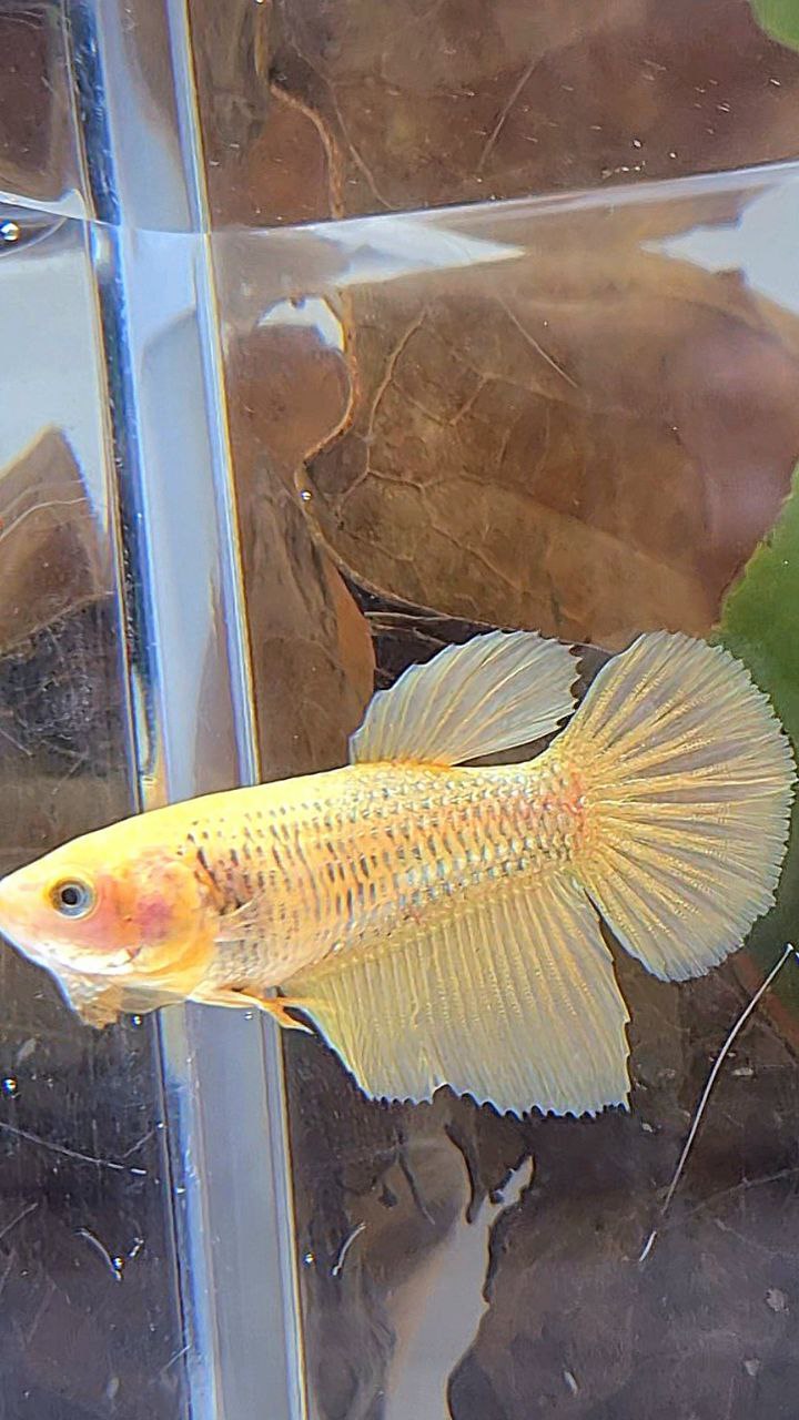 FEMALE HALFMOON SUPER GOLD BETTA FISH