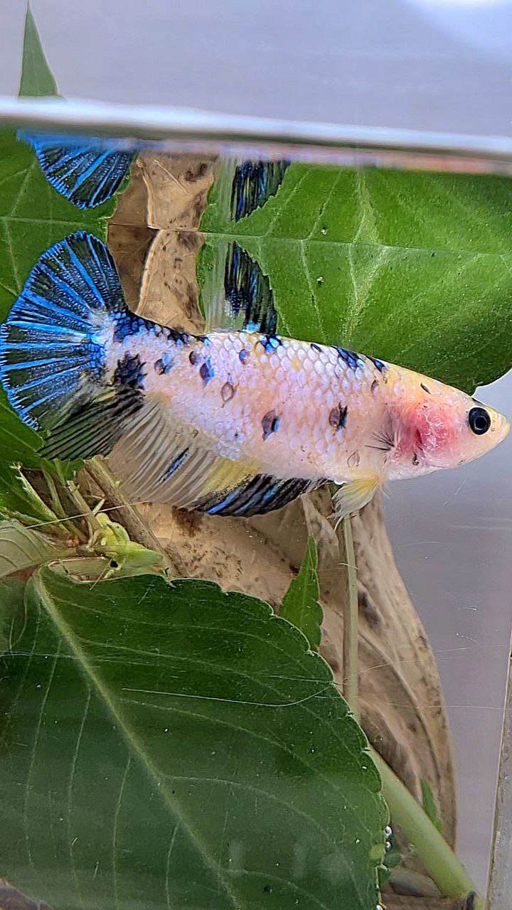 FEMALE PLAKAT WHITE YELLOW BLUE DOTS MULTICOLOR BETTA FISH
