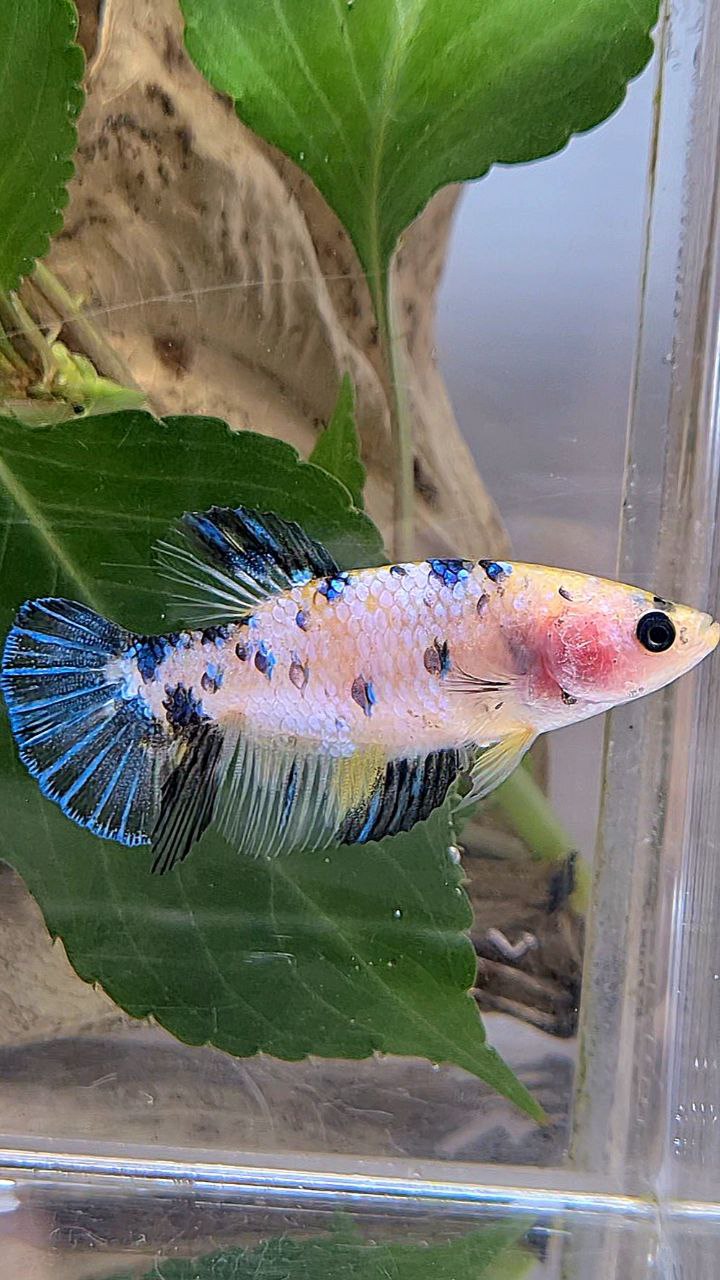 FEMALE PLAKAT WHITE YELLOW BLUE DOTS MULTICOLOR BETTA FISH