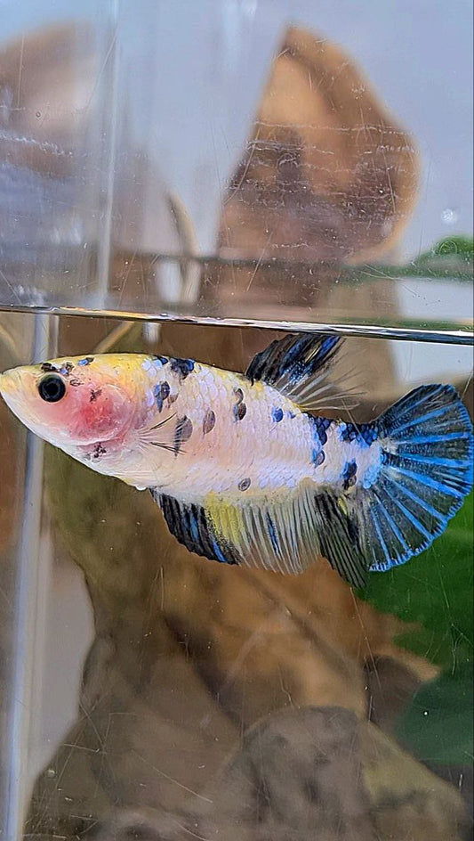 FEMALE PLAKAT WHITE YELLOW BLUE DOTS MULTICOLOR BETTA FISH