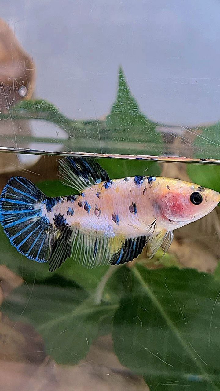 FEMALE PLAKAT WHITE YELLOW BLUE DOTS MULTICOLOR BETTA FISH