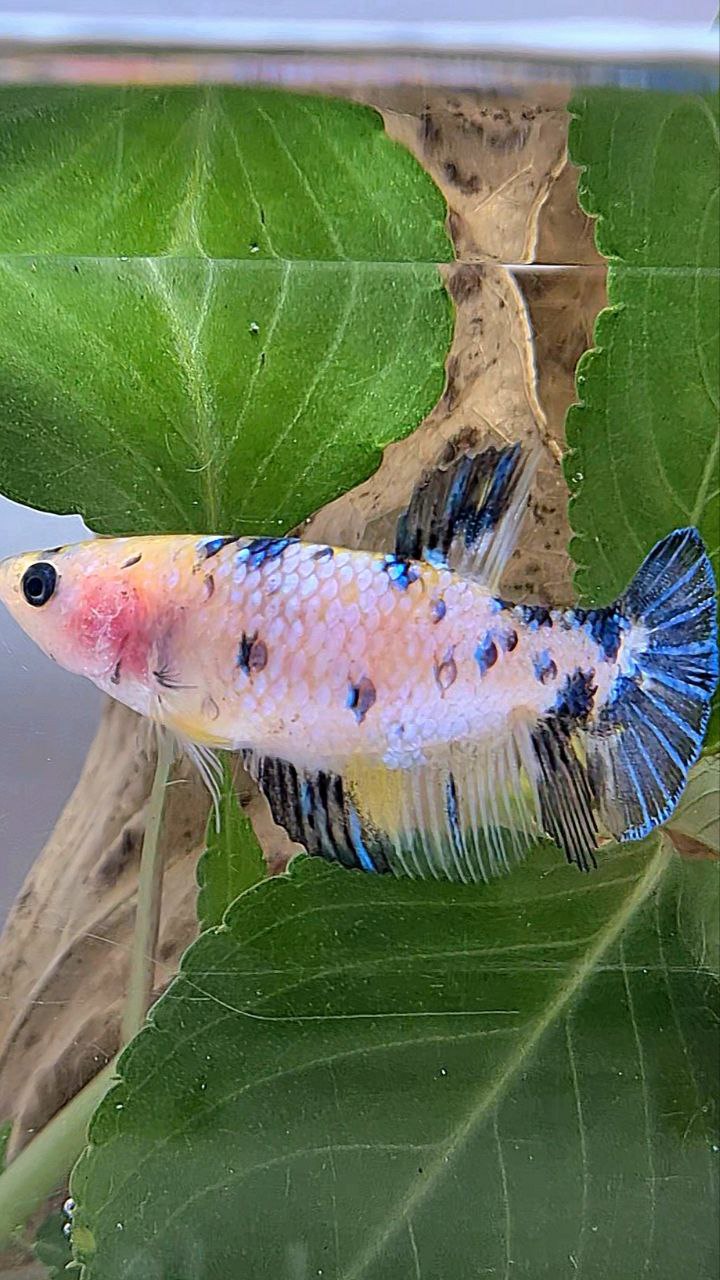 FEMALE PLAKAT WHITE YELLOW BLUE DOTS MULTICOLOR BETTA FISH