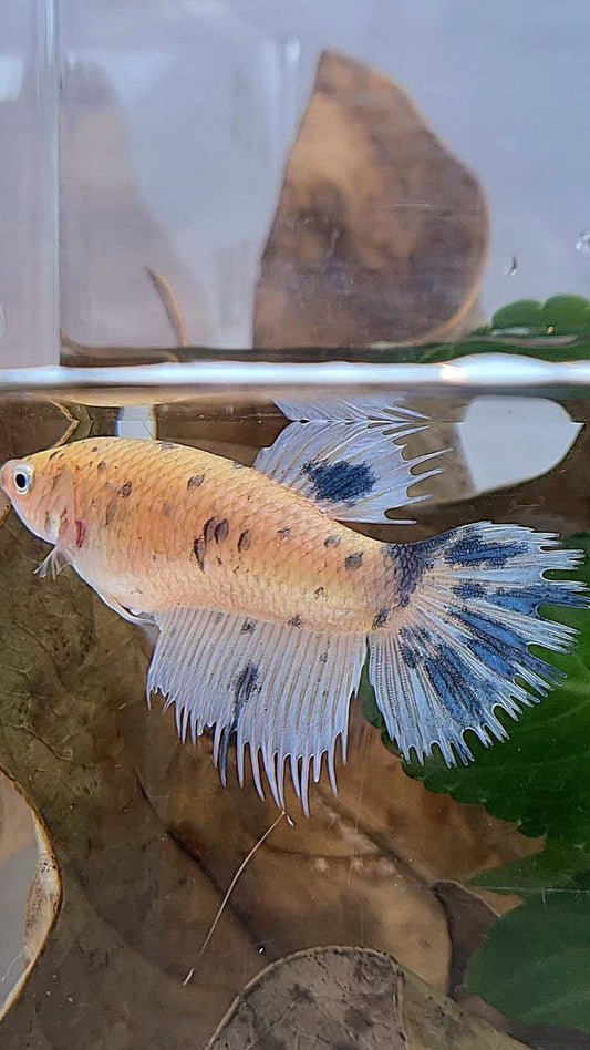XL FEMALE CROWNTAIL HALFMOON WHITE BLUE MARBLE DOTS BETTA FISH
