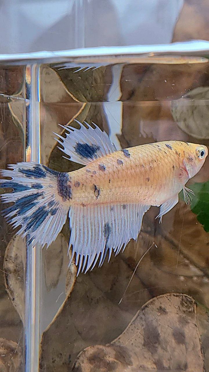 XL FEMALE CROWNTAIL HALFMOON WHITE BLUE MARBLE DOTS BETTA FISH