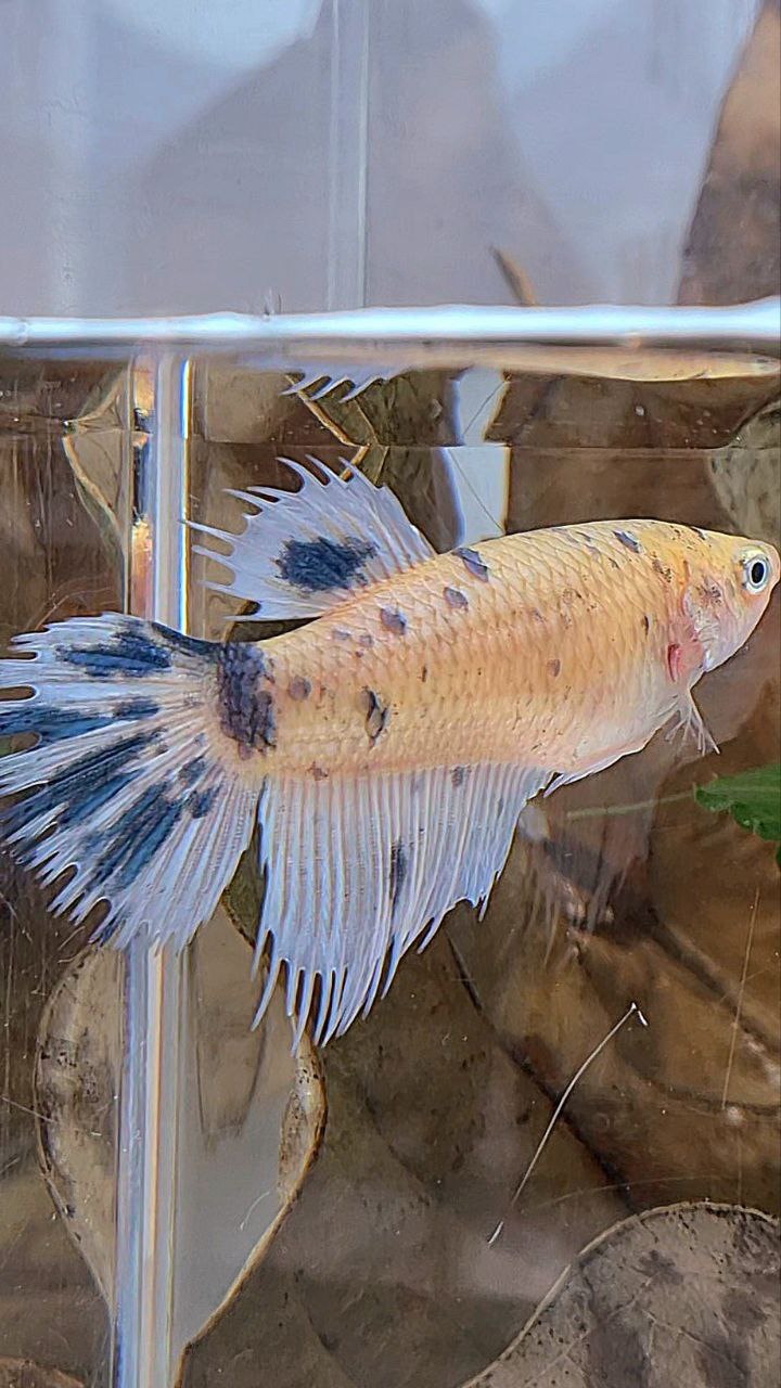 XL FEMALE CROWNTAIL HALFMOON WHITE BLUE MARBLE DOTS BETTA FISH