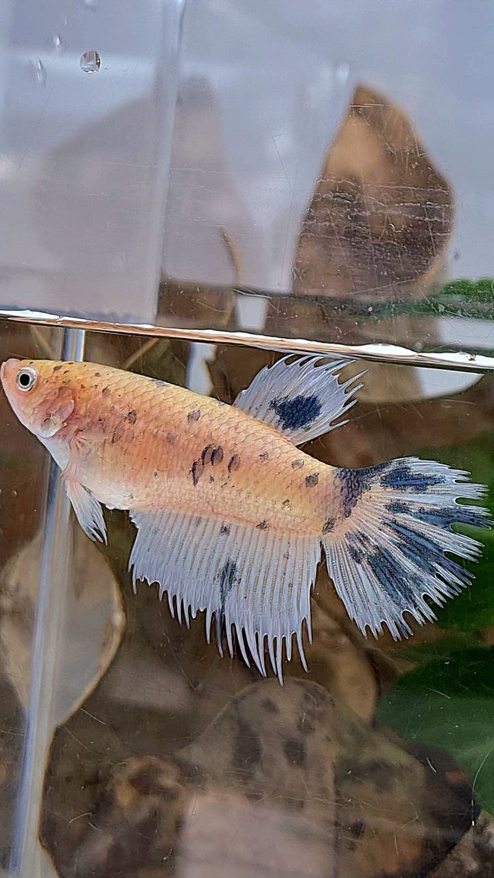 XL FEMALE CROWNTAIL HALFMOON WHITE BLUE MARBLE DOTS BETTA FISH