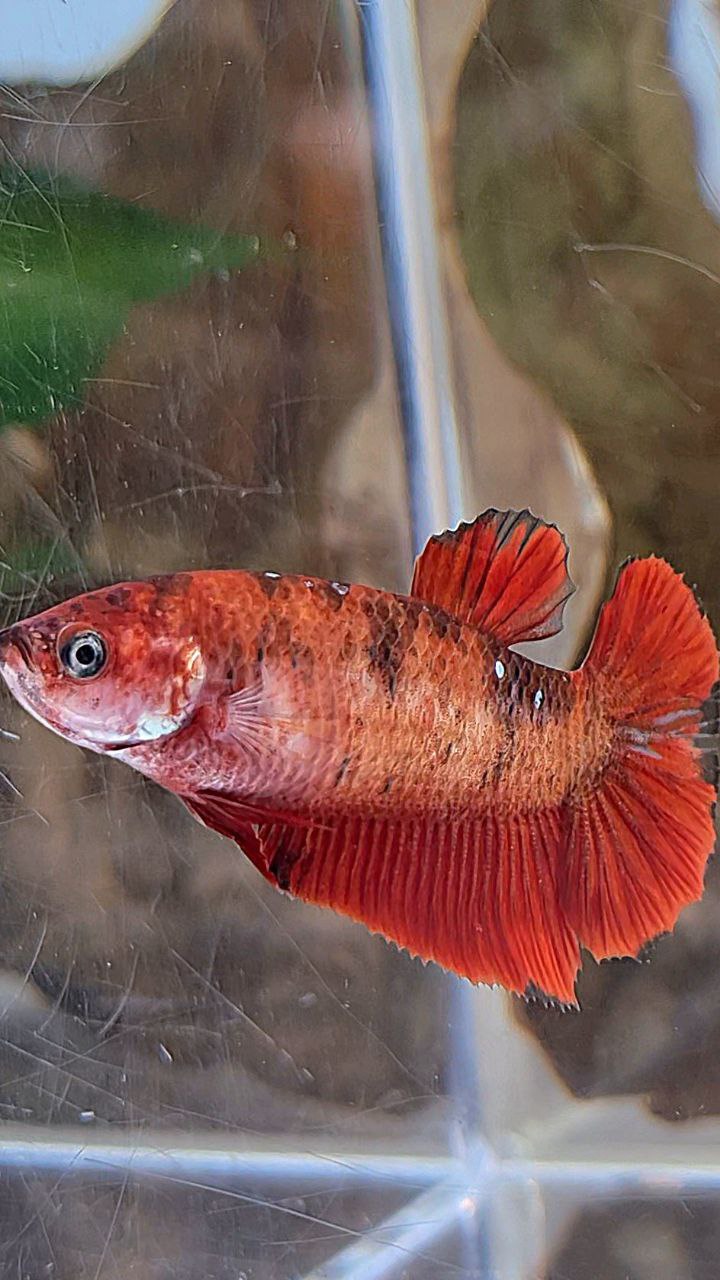 FEMALE PLAKAT RED KOI TIGER MULTICOLOR BETTA FISH