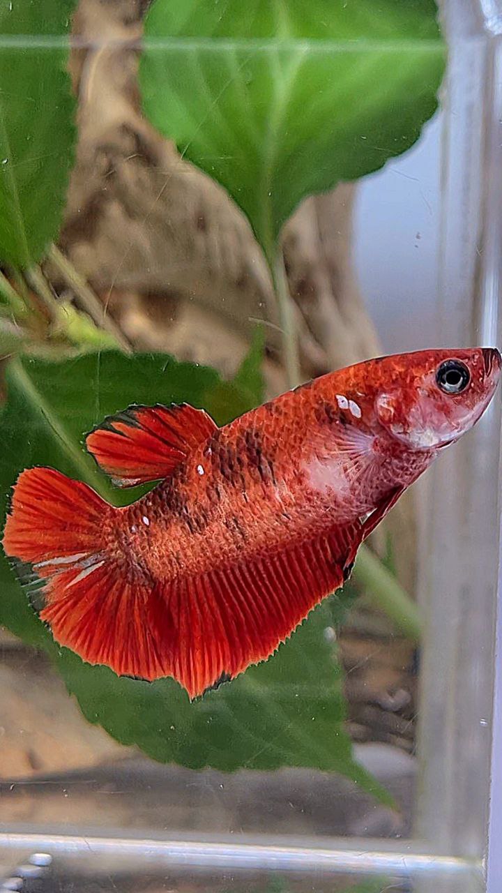 FEMALE PLAKAT RED KOI TIGER MULTICOLOR BETTA FISH