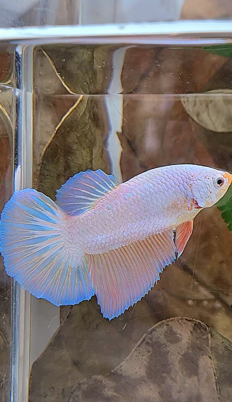XL FEMALE HALFMOON PINK FLAMINGGO PEACH BETTA FISH