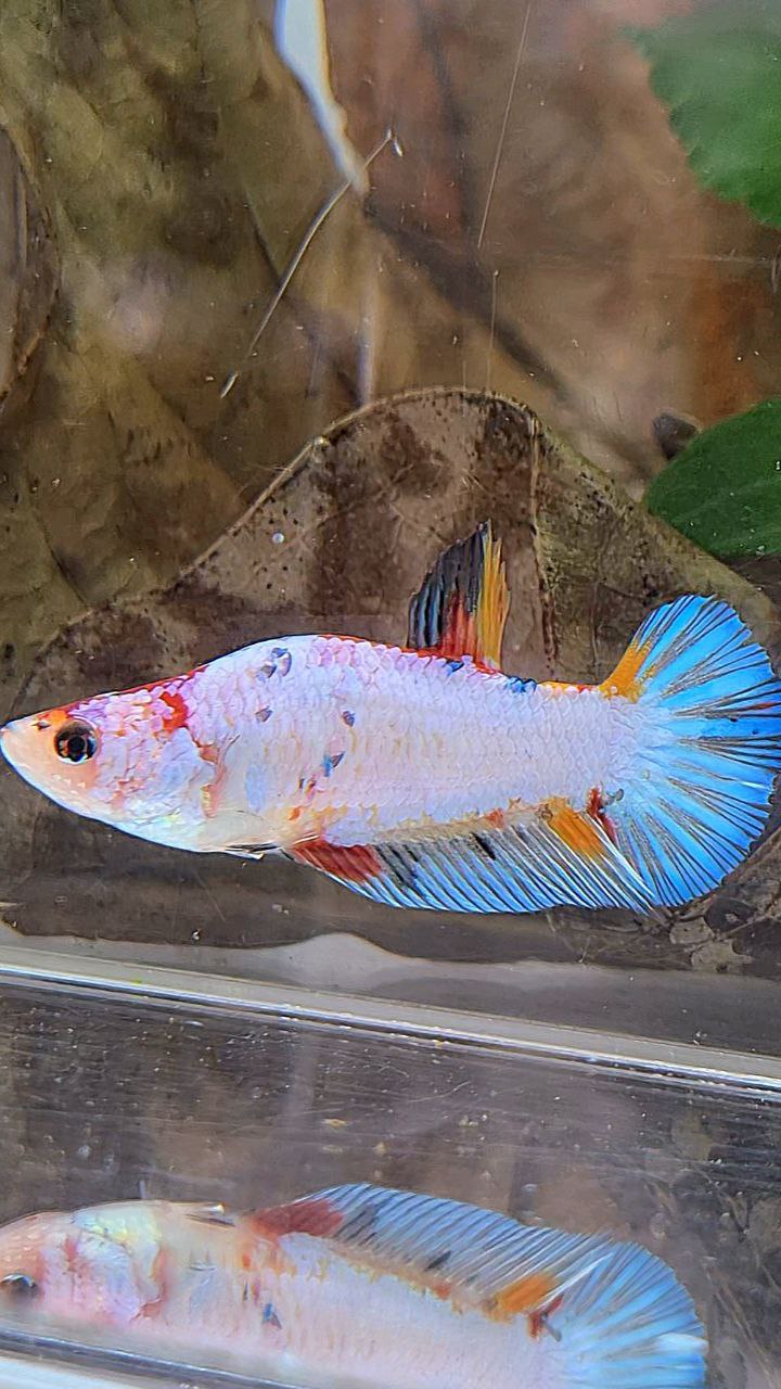 XL UNIQUE DOLPHIN PLAKAT WHITE FANCY MULTICOLOR BETTA FISH