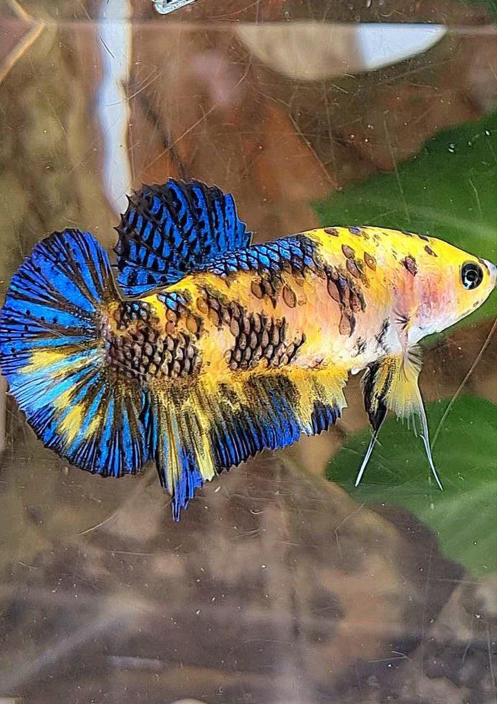 FEMALE PLAKAT YELLOW KOI TIGER MULTICOLOR BETTA FISH