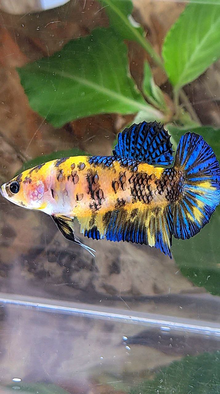 FEMALE PLAKAT YELLOW KOI TIGER MULTICOLOR BETTA FISH