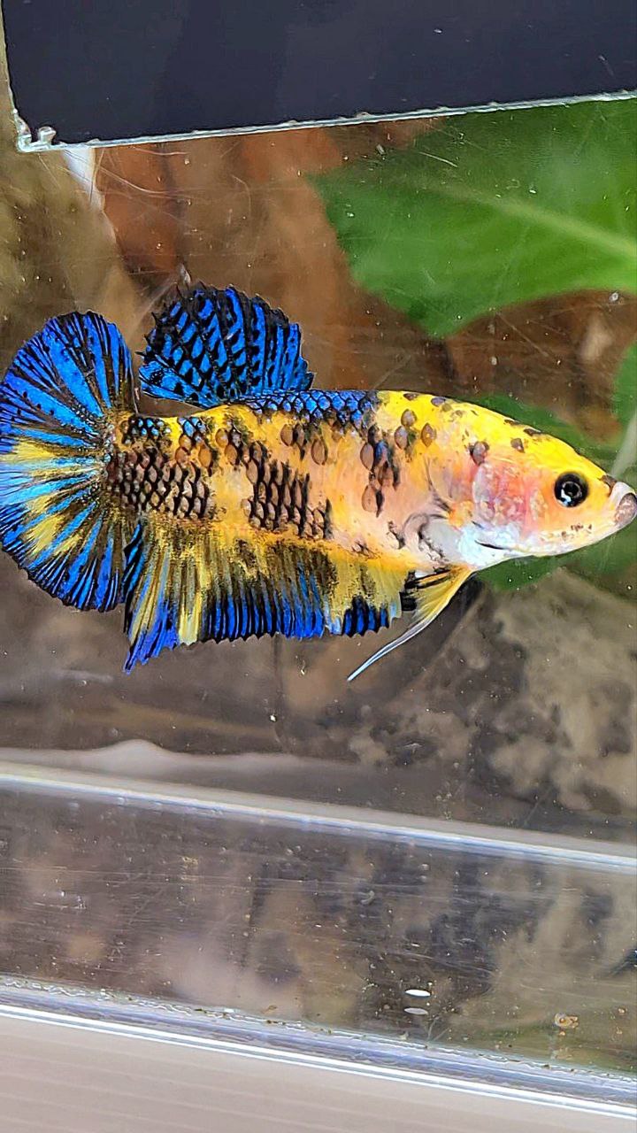 FEMALE PLAKAT YELLOW KOI TIGER MULTICOLOR BETTA FISH