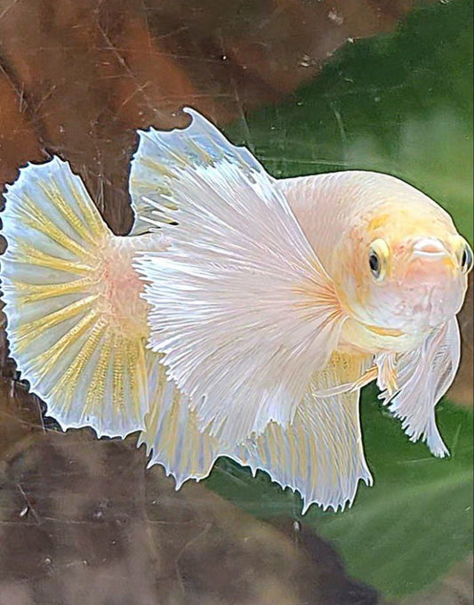 FEMALE HALFMOON SUPER DUMBO EAR SOFT GOLD BETTA FISH