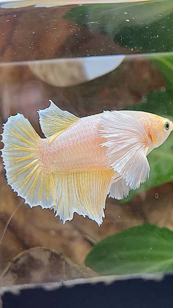 FEMALE HALFMOON SUPER DUMBO EAR SOFT GOLD BETTA FISH