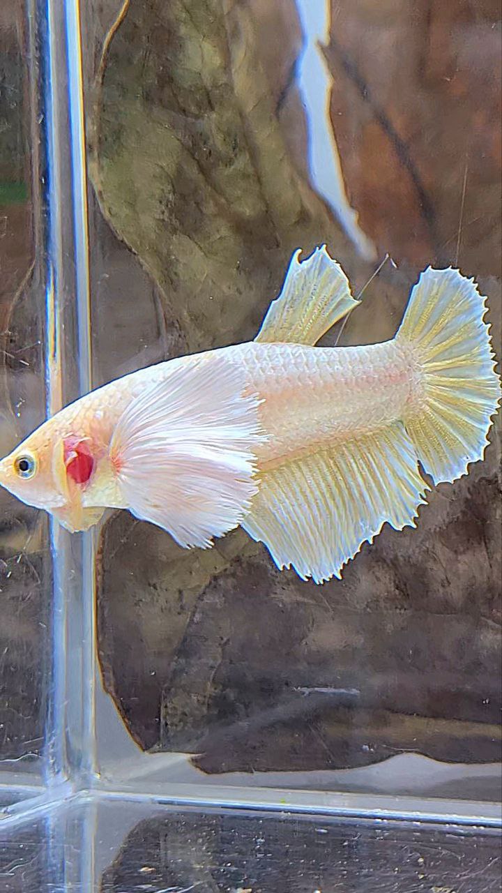 FEMALE HALFMOON SUPER DUMBO EAR SOFT GOLD BETTA FISH