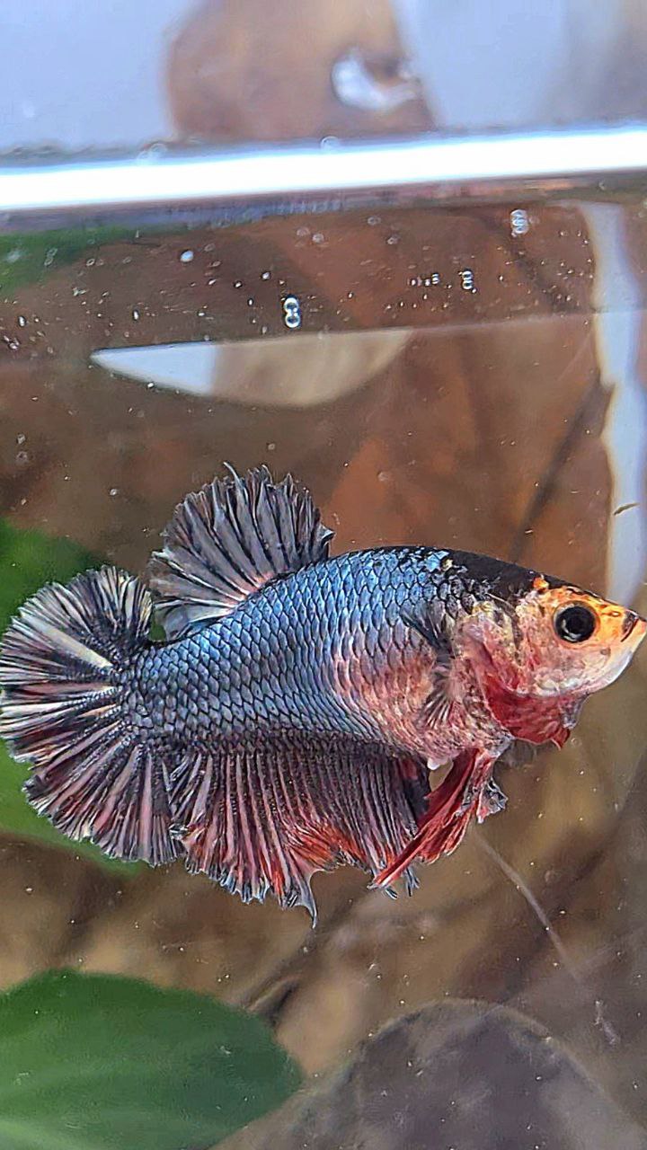FEMALE KING ROSETAIL HALFMOON BLACK COPPER RED BETTA FISH