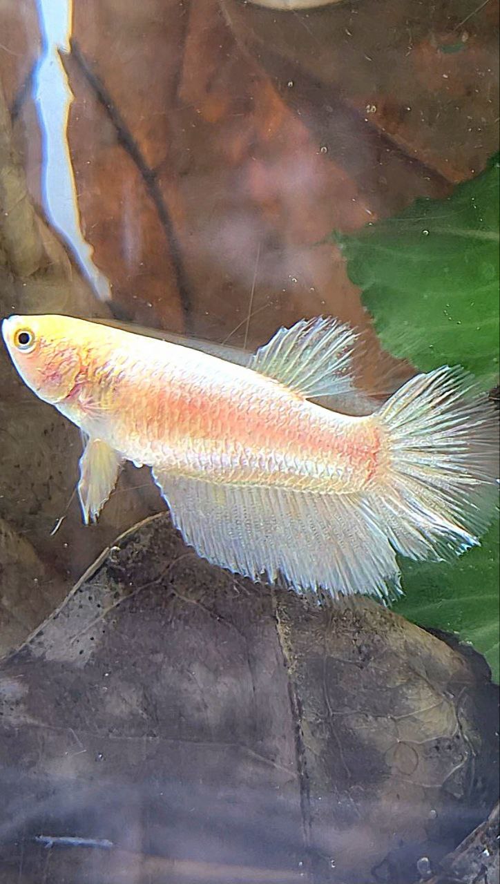 FEMALE HALFMOON GOLD BETTA FISH