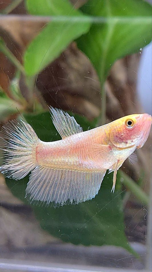 FEMALE HALFMOON GOLD BETTA FISH