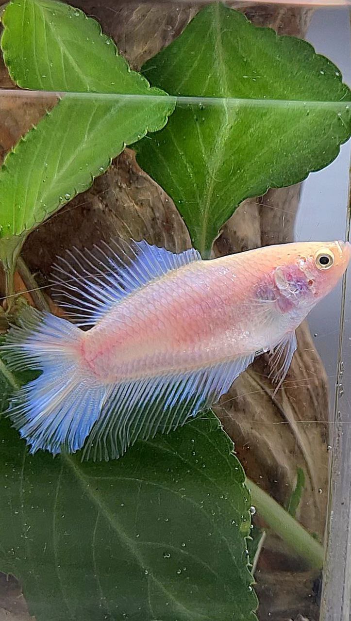 FEMALE HALFMOON DOUBLE TAIL WHITE CELLOPHANE TRANSPARENT BETTA FISH