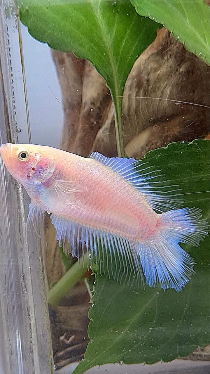 FEMALE HALFMOON DOUBLE TAIL WHITE CELLOPHANE TRANSPARENT BETTA FISH