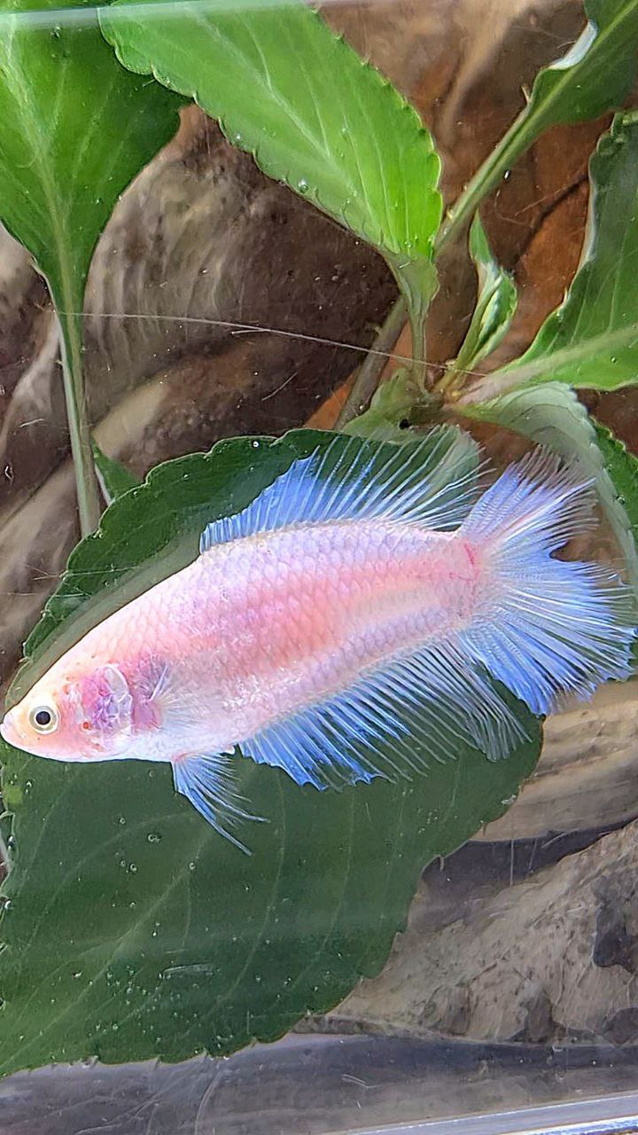 FEMALE HALFMOON DOUBLE TAIL WHITE CELLOPHANE TRANSPARENT BETTA FISH