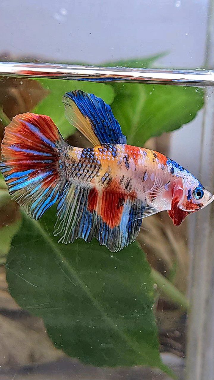 HALFMOON KOI MULTICOLOR BETTA FISH