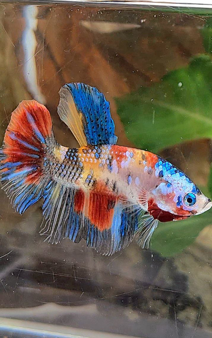 HALFMOON KOI MULTICOLOR BETTA FISH