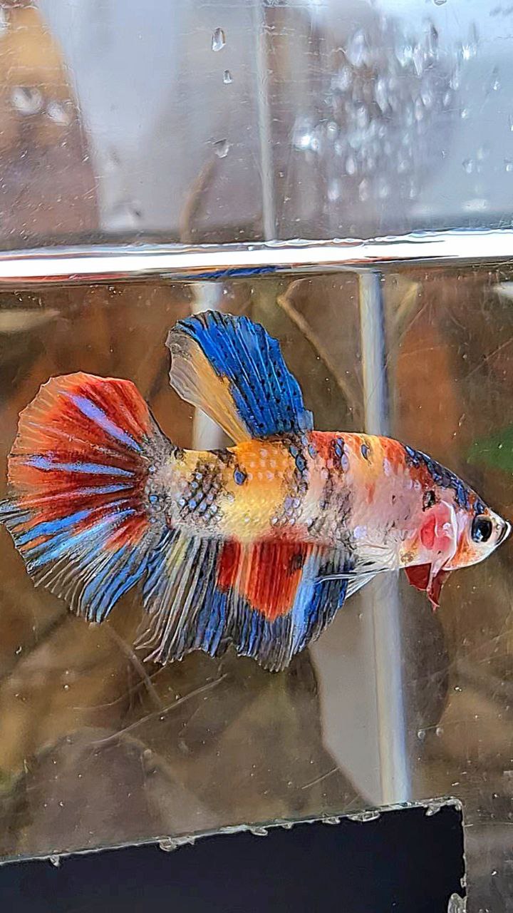 HALFMOON KOI MULTICOLOR BETTA FISH