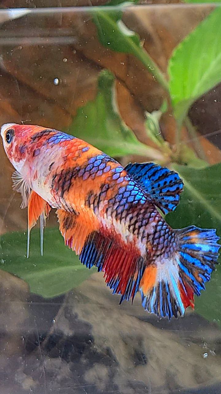 FEMALE PLAKAT METTALIC MULTICOLOR BETTA FISH