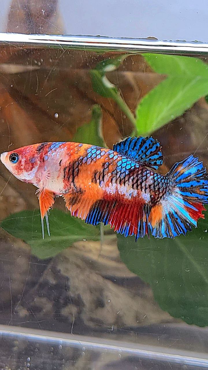 FEMALE PLAKAT METTALIC MULTICOLOR BETTA FISH
