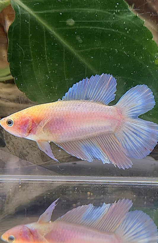 FEMALE HALFMOON DOUBLE TAIL PINK BETTA FISH