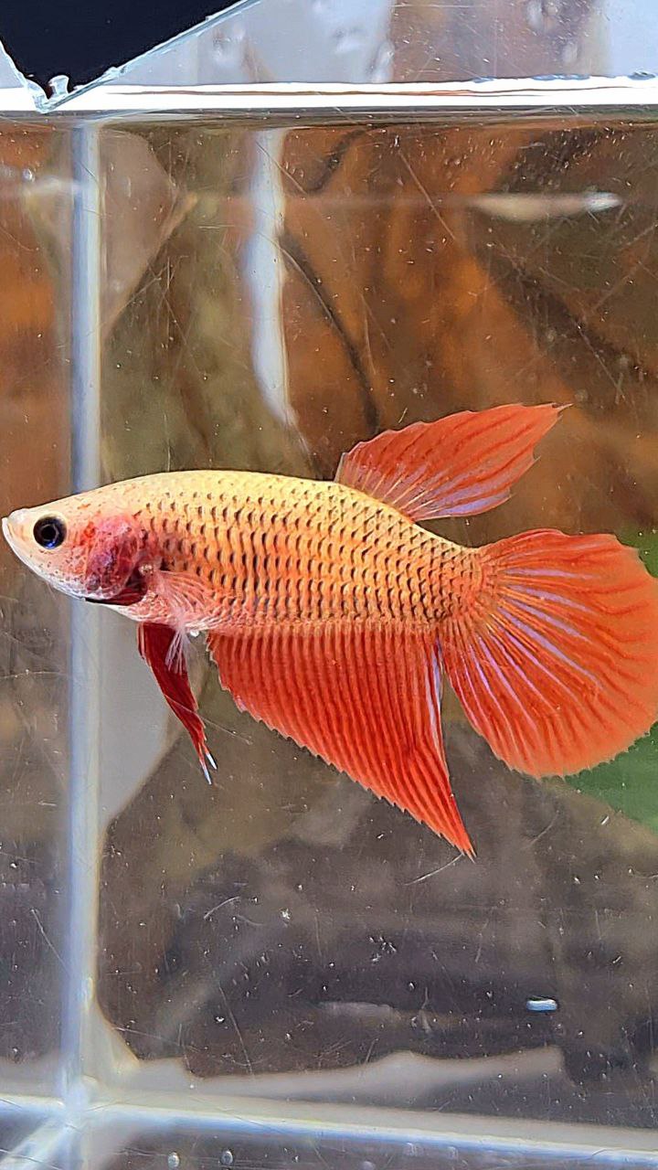 FEMALE VEILTAIL SUPER RED BETTA FISH