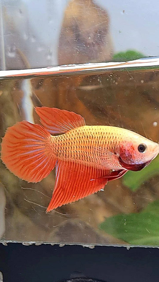 FEMALE VEILTAIL SUPER RED BETTA FISH