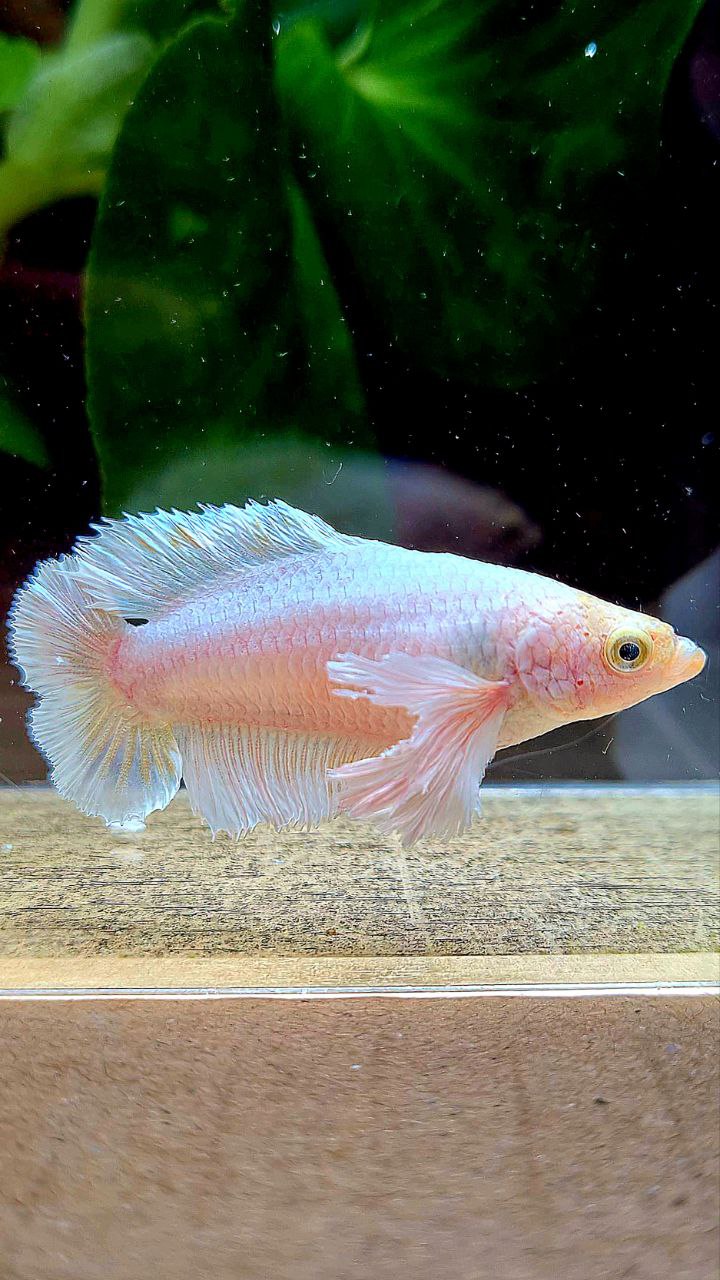 FEMALE PLAKAT DUMBO EAR DOUBLE TAIL WHITE YELLOW WASH BETTA FISH