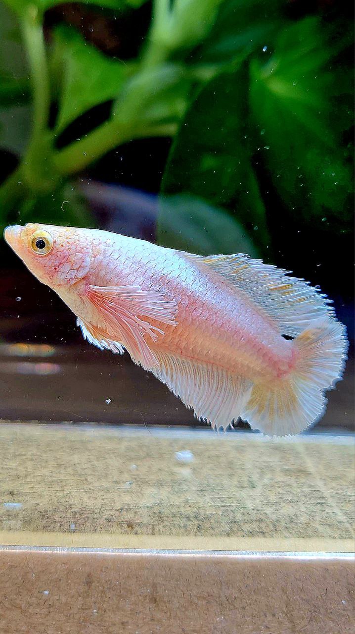 FEMALE PLAKAT DUMBO EAR DOUBLE TAIL WHITE YELLOW WASH BETTA FISH