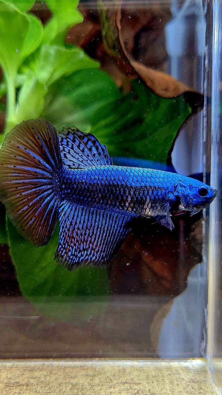 LUXURY FEMALE HALFMOON ROSETAIL ALIEN BLUE HYBRID WILD BETTA FISH
