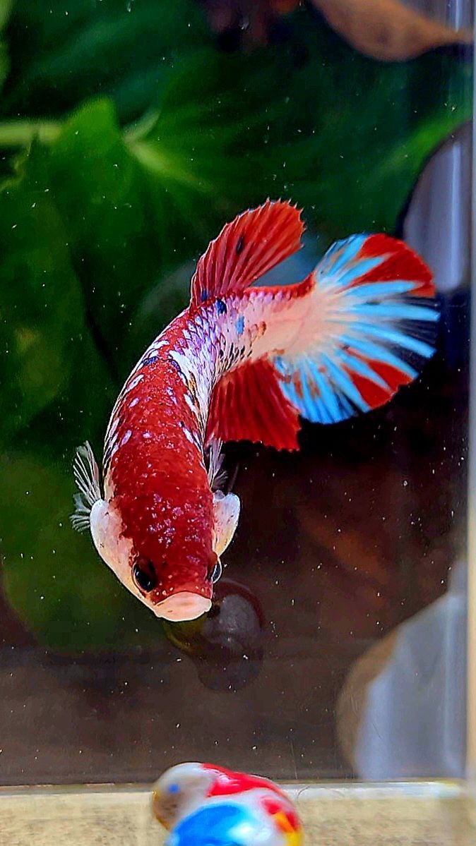 FEMALE PLAKAT RED FANCY STARTAIL MULTICOLOR BETTA FISH