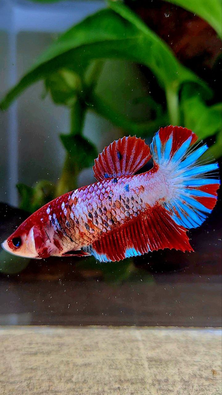 FEMALE PLAKAT RED FANCY STARTAIL MULTICOLOR BETTA FISH