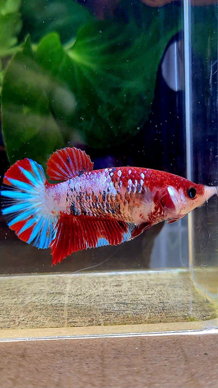 FEMALE PLAKAT RED FANCY STARTAIL MULTICOLOR BETTA FISH