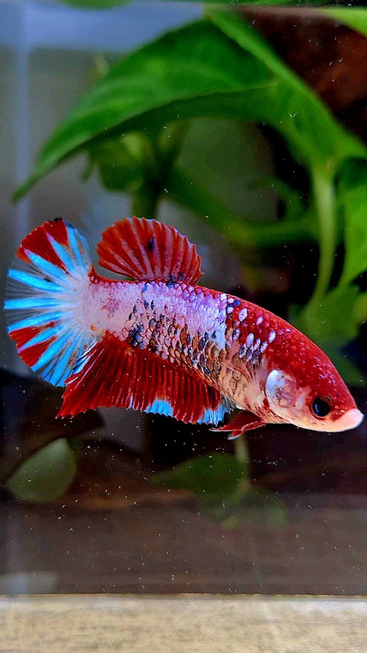 FEMALE PLAKAT RED FANCY STARTAIL MULTICOLOR BETTA FISH