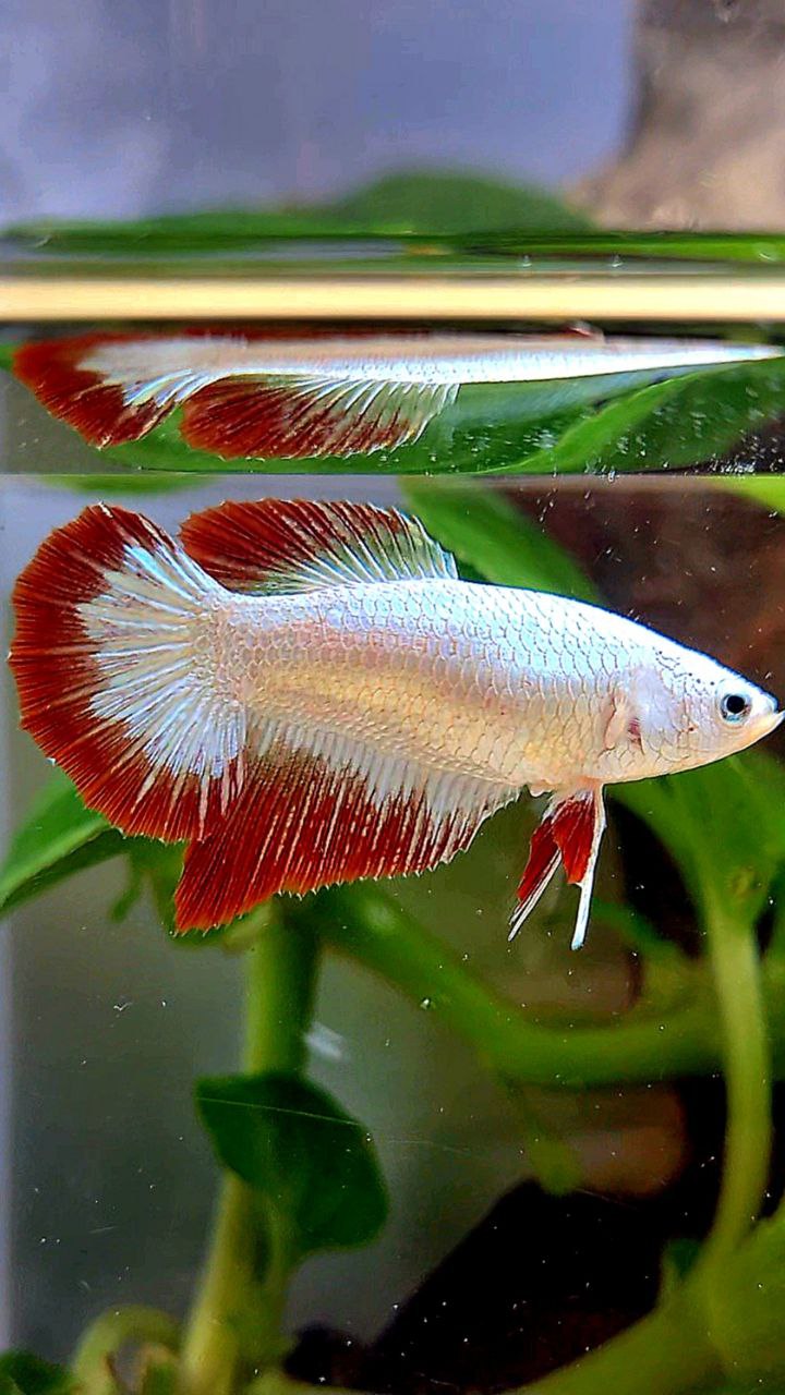 LUXURY FEMALE HALFMOON RED DRAGON SNOW PATTERN BETTA FISH