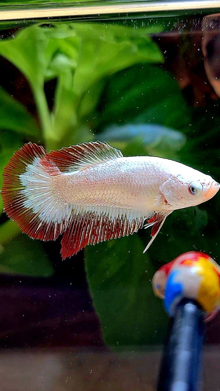 LUXURY FEMALE HALFMOON RED DRAGON SNOW PATTERN BETTA FISH